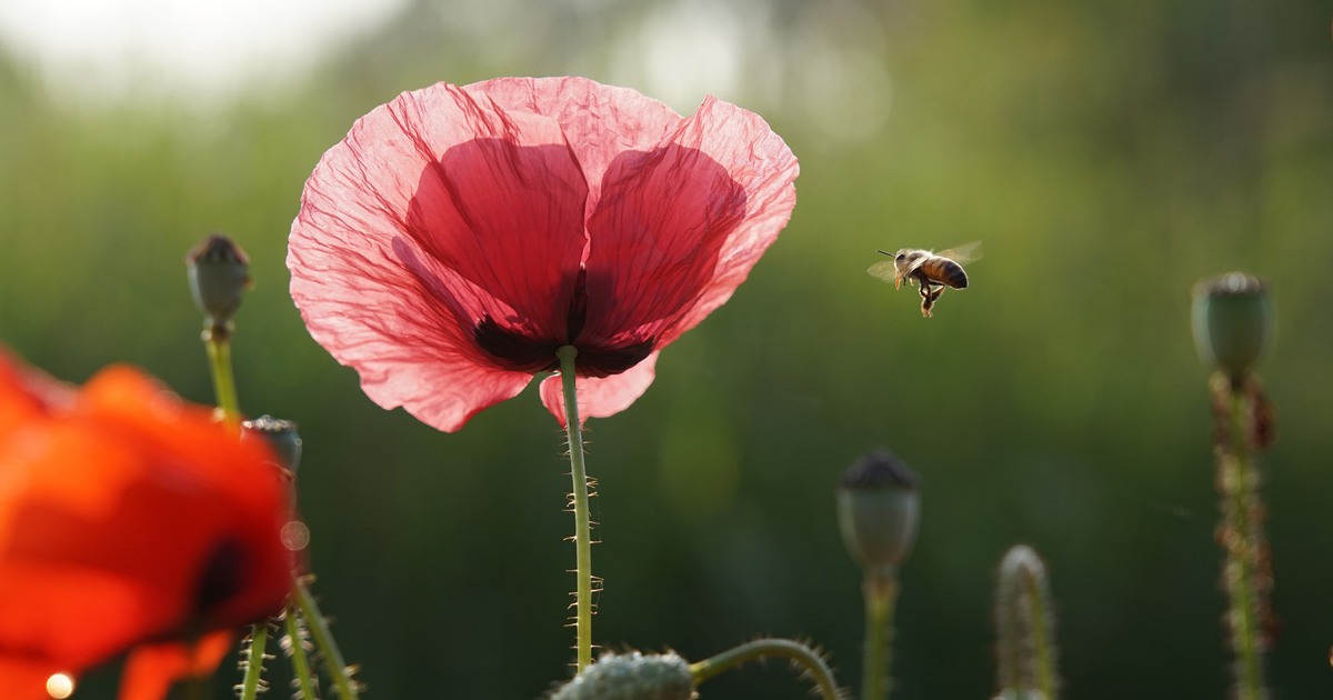 Ett bi flyger till en blomma.
